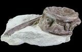 Xiphactinus (Cretaceous Fish) Vertebra and Rib- Kansas #64171-2